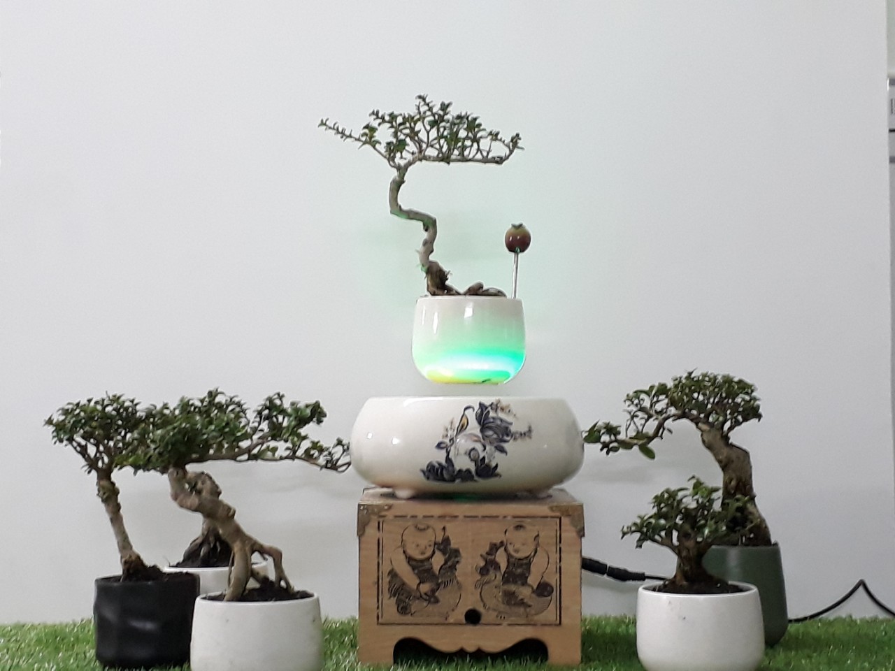 Bonsai bay Hoa xuan 2018 hoa lan (4)