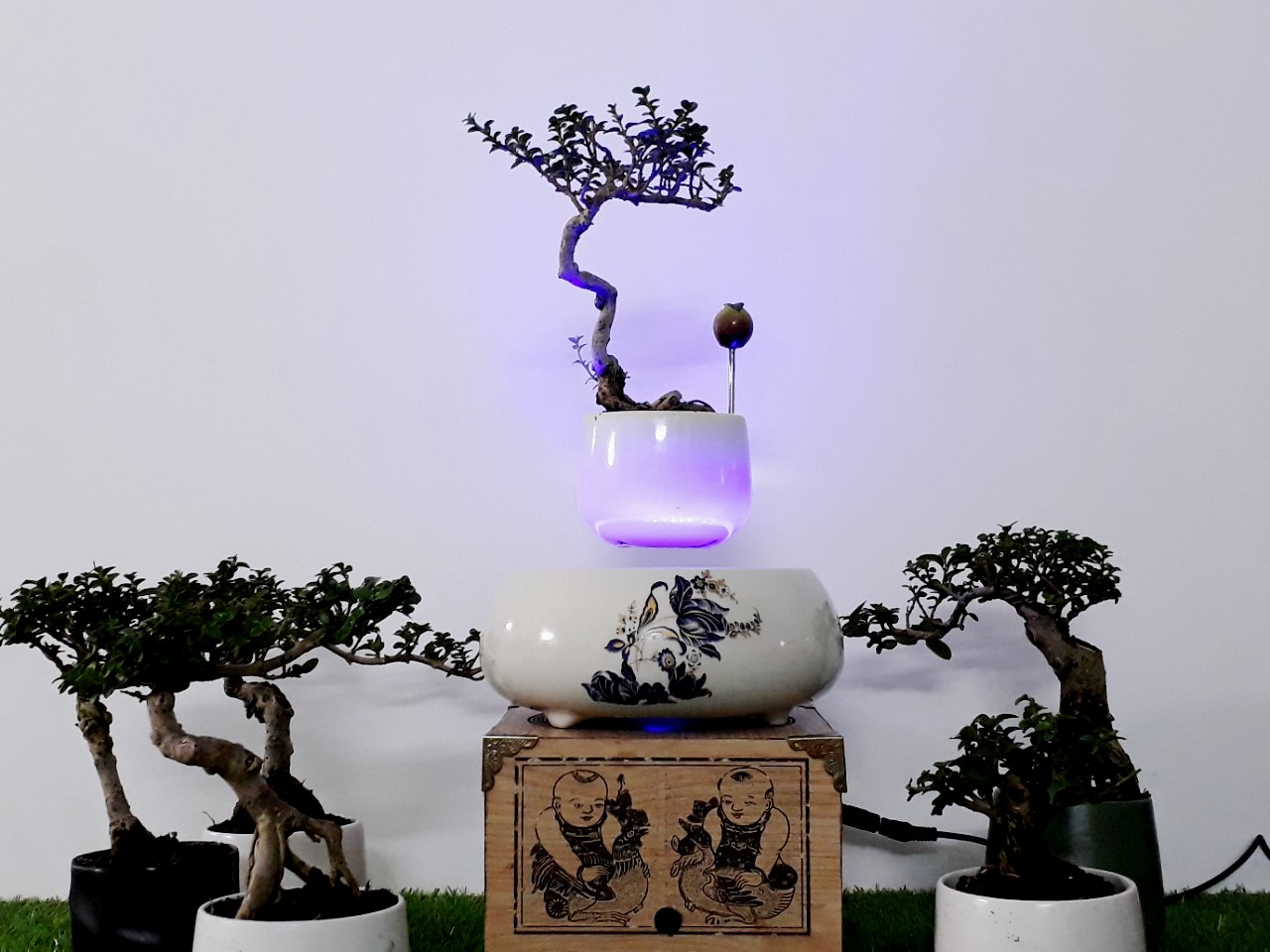 Bonsai bay Hoa xuan 2018 hoa lan