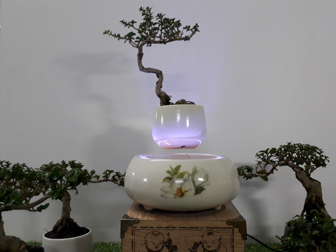 Bonsai bay hoa xuan 2018 - hoa tra