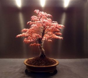 Cây bonsai bay làm từ cây Phong lá đỏ Nhật Bản - Cách chăm sóc