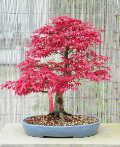 cay-bonsai-bay4