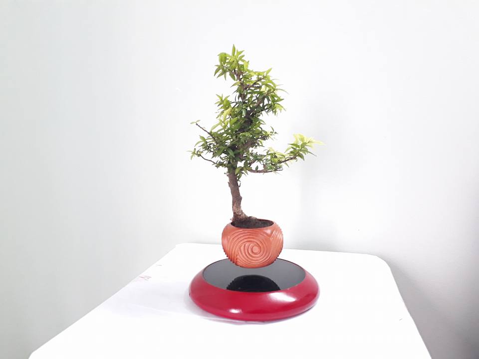 bonsai bay go mau son (2)