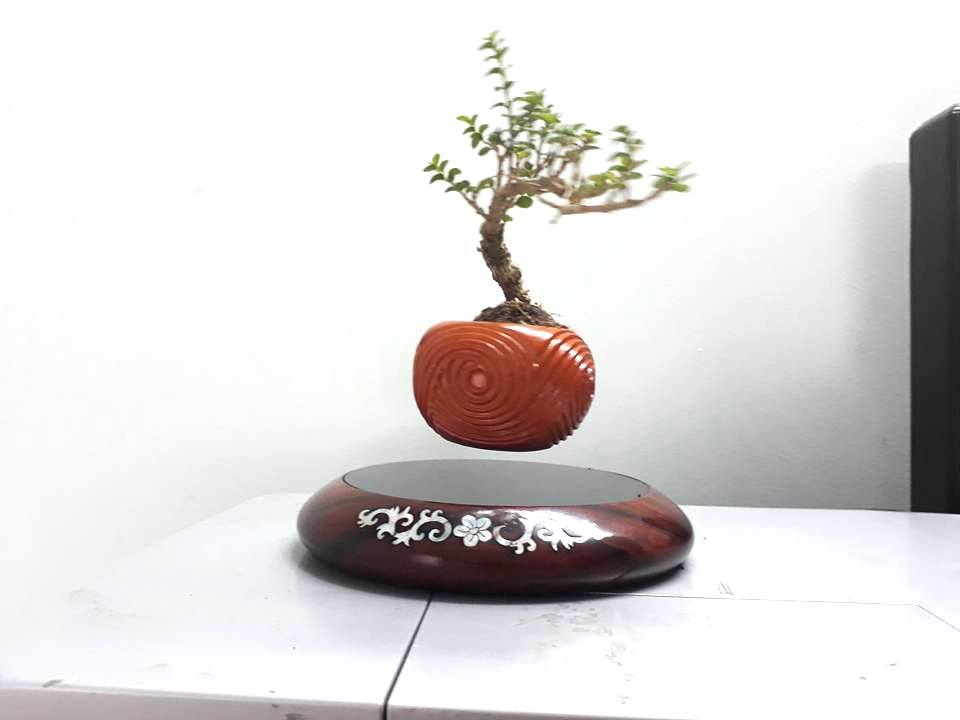 Bonsai10