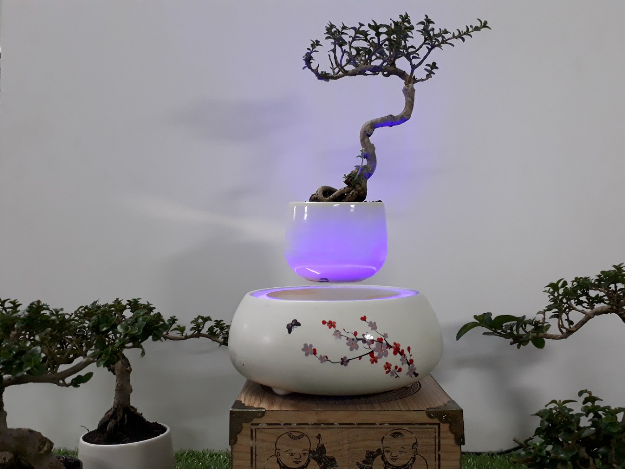 Bonsai bay hoa xuan 2018 Hoa Dao (10)