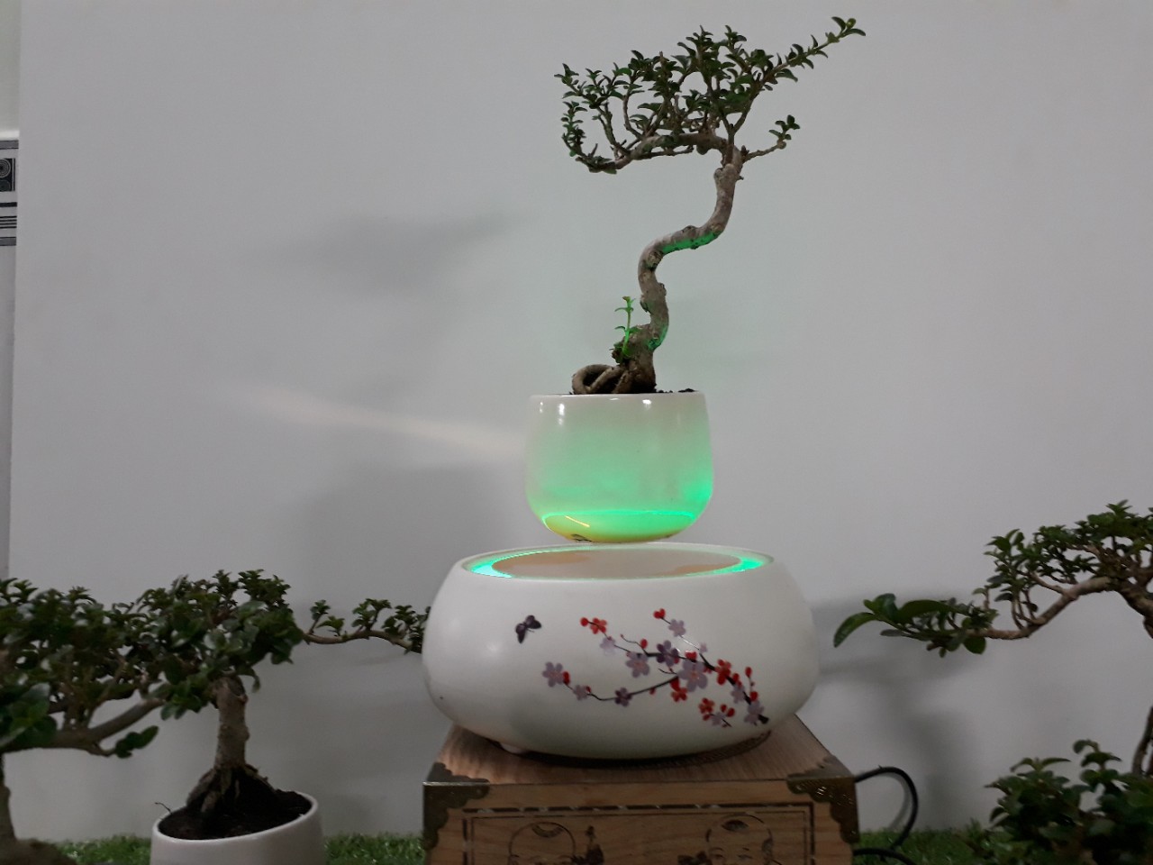 Bonsai bay hoa xuan 2018 Hoa Dao (12)