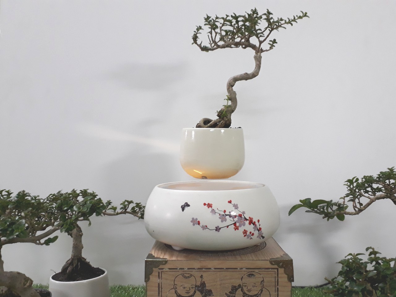 Bonsai bay hoa xuan 2018 Hoa Dao (7)