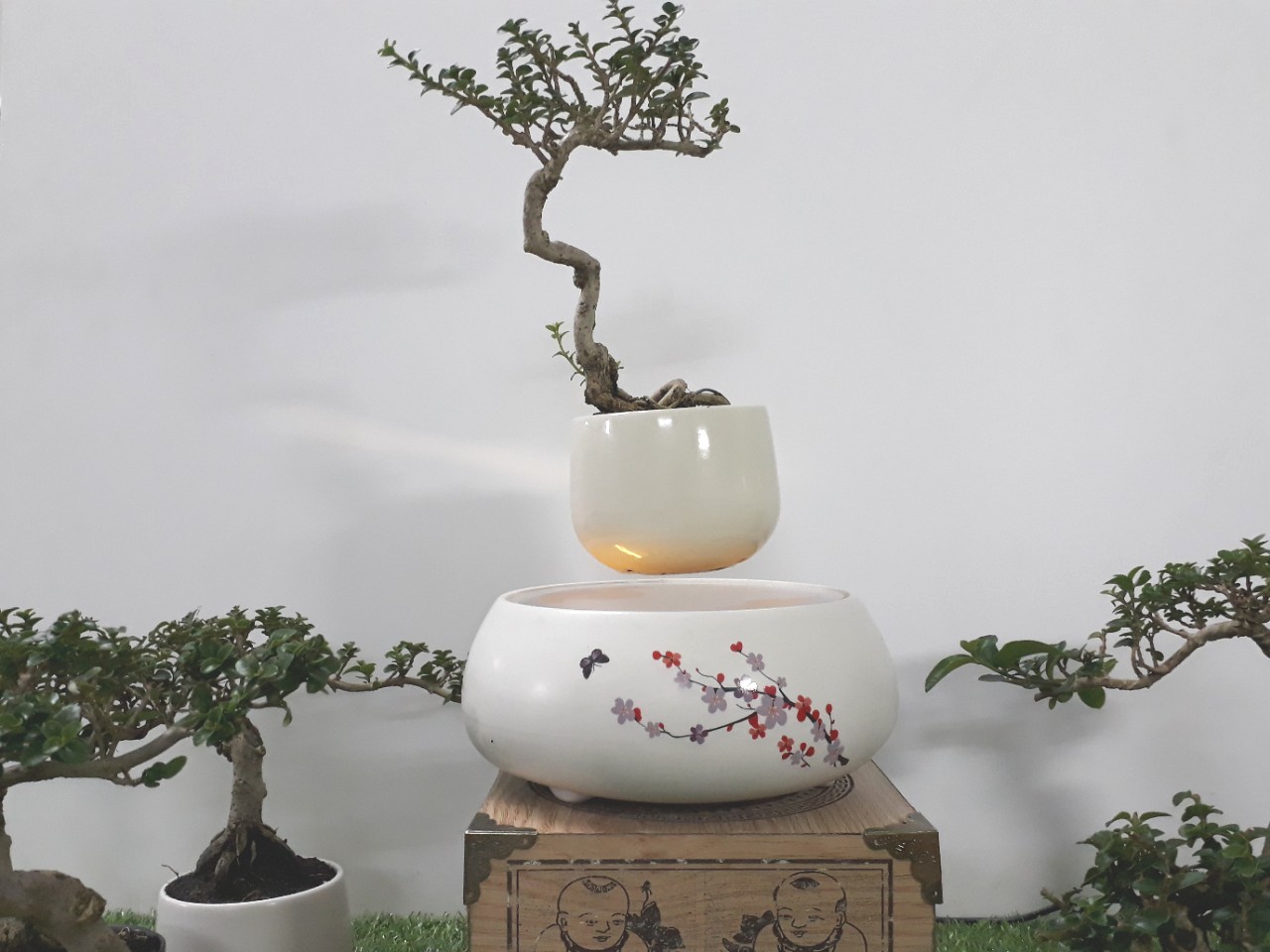 Bonsai bay hoa xuan 2018 Hoa Dao (8)