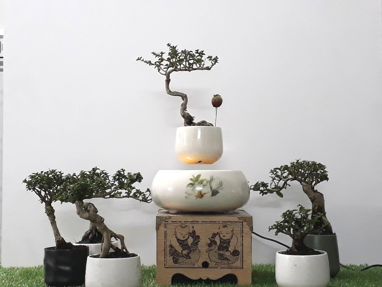 Bonsai bay hoa xuan 2018 - hoa tra (1)