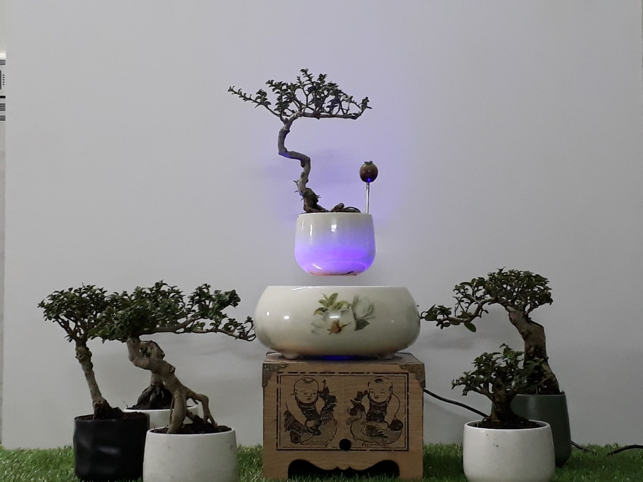 Bonsai bay hoa xuan 2018 - hoa tra (17)