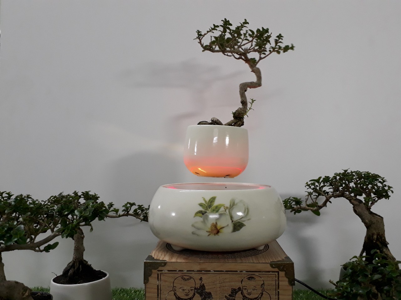 Bonsai bay hoa xuan 2018 - hoa tra (5)