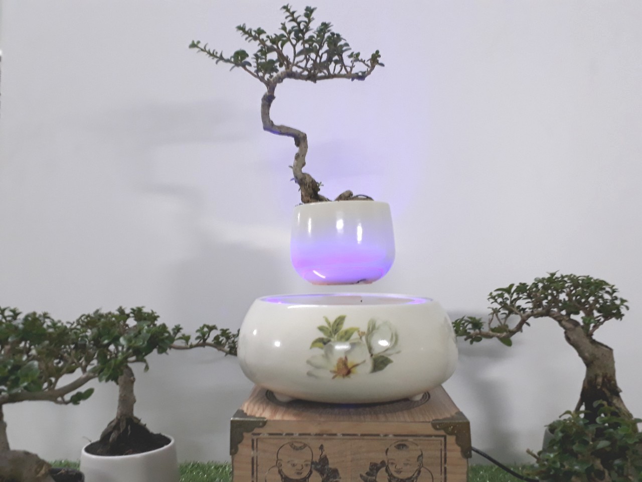 Bonsai bay hoa xuan 2018 - hoa tra (8)