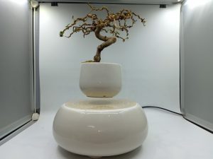 bonsaibayvietnamtet (164)