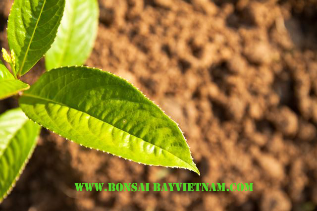 Top view of green leaf on the soil