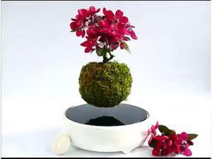 Air Bonsai: Cây bonsai ‘bay’ của người Nhật
