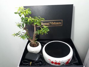 bonsai bay hà nội