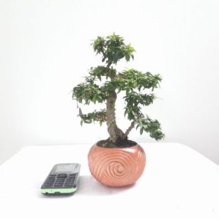 Cây bonsai bay Kim Thanh Mai mini (đã bán)