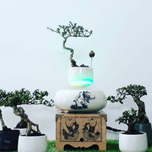 air-bonsai- hoa-lan.jpg