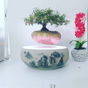 bonsai bay việt nam 2019-2