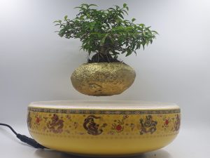 bonsai bay Việt Nam 2019