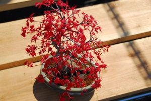 Cách làm cây bonsai bay Phong lá đỏ Nhật Bản đẹp mê ly!