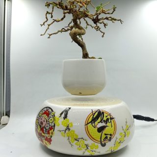 BONSAI BAY VIỆT NAM HOA MAI TÀI LỘC 1