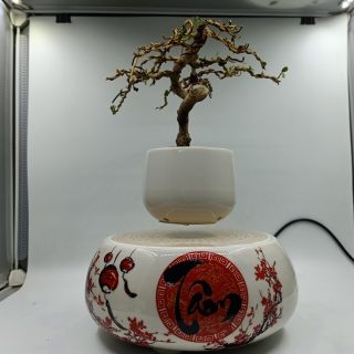 Bonsai bay Hoa xuân - Đạo Tâm thư pháp