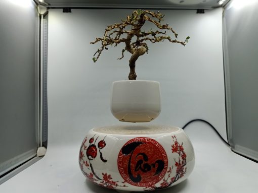 Bonsai bay Hoa xuân - Đạo Tâm thư pháp