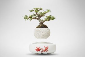 Bonsai bay giá rẻ