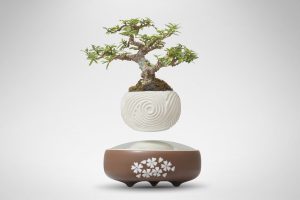 Bonsai Bay Việt Nam, Air Bonsai Việt Nam