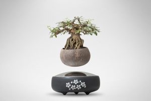 Bonsai Bay Việt Nam - Air Bonsai Việt Nam