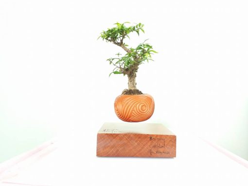 bonsai bay giá rẻ