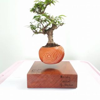 BONSAI BAY VIỆT NAM THƯ PHÁP