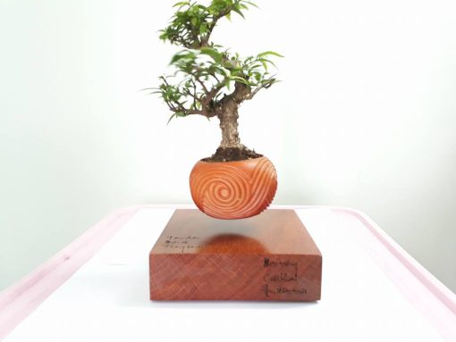 BONSAI BAY VIỆT NAM THƯ PHÁP