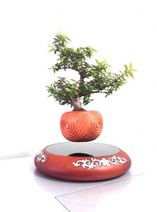 mua air bonsai ở đâu