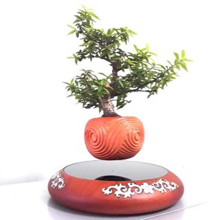 mua air bonsai ở đâu