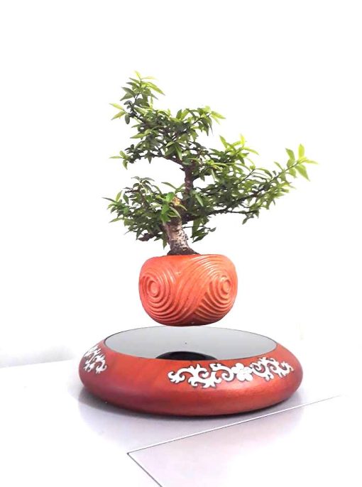 mua air bonsai ở đâu