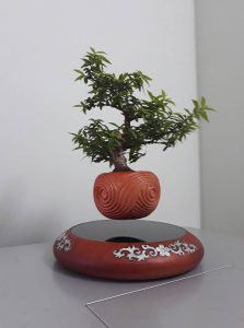 Bonsai bay Việt Nam