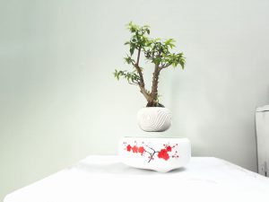 bonsai bay giá rẻ