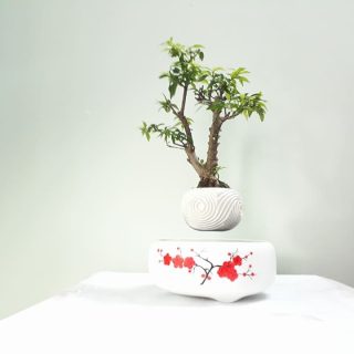 bonsai bay giá rẻ