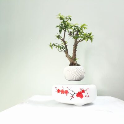 bonsai bay giá rẻ bonsai bay giá rẻ