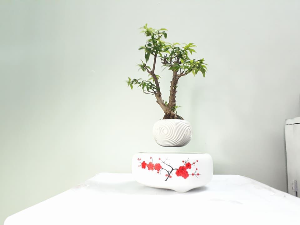 bonsai bay giá rẻ