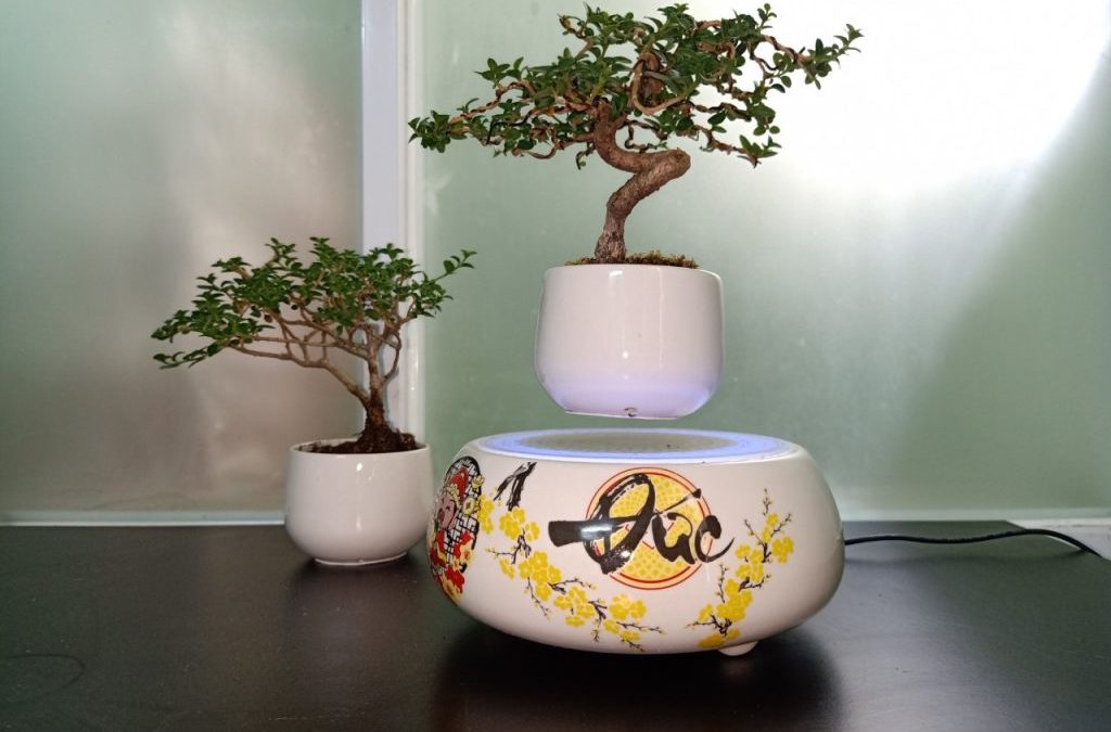 Bạn sẽ chọn loại bonsai bay giá rẻ nào?