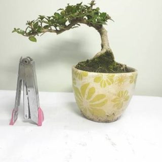 Cây bonsai bay mini Sam hương ( đã bán )