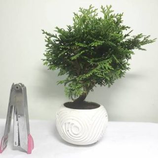 cây bonsai mini tùng Nhật bản
