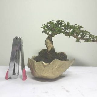 Cây bonsai bay Sam hương ( đã bán )