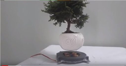 nam châm bonsai bay