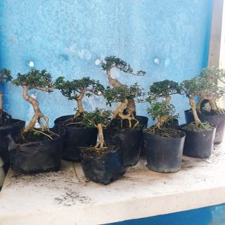 LÔ BONSAI SAM HƯƠNG MINI INDO (10 CÂY)