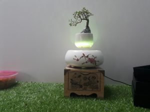 air bonsai bay Việt Nam