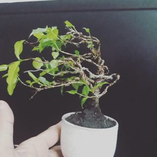 Hồng ngọc mai bonsai siêu mini
