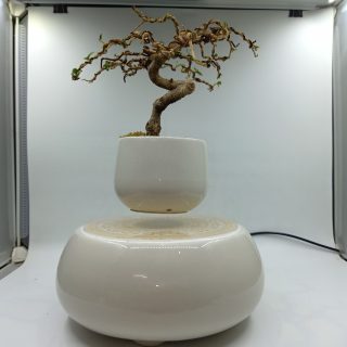 BONSAI BAY MÀU TRẮNG NÉT ĐẸP TINH KHIẾT